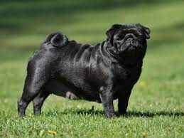 pug irki kopek bakimi ve beslenmesi pati uzmani siyah pug pug pug kopekler