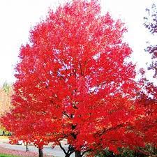 All trees, native trees, shade trees, wetland trees tag: Autumn Fantasy Maple Pahl S Market Apple Valley Mn