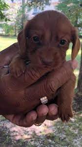 These dogs have the capability to discern the intents of people, they can tell those that are friends from those who might intend harm. Beautiful Long Hair Red Akc Mini Dachshund Puppies For Sale In Raleigh North Carolina Classified Americanlisted Com
