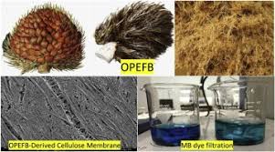 Empty bunch from fresh fruit bunch. Sustainable Approach To The Synthesis Of Cellulose Membrane From Oil Palm Empty Fruit Bunch For Dye Wastewater Treatment Sciencedirect