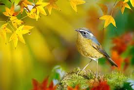 He graduated from chinese culture university, majoring in vocal music. Autumn Leaves Macro Branches Bird Moss Yellow Taiwan Bokeh Fuyi Chen Hd Wallpaper Wallpaperbetter