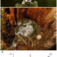 Robin black san francisco, california. An Adult Black Robin Petroica Traversi A Black Robin Nest Download Scientific Diagram