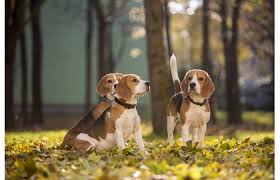 Image result for bígl