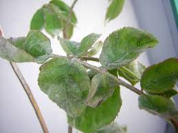 Enlevez rapidement les feuilles touchées l'anthracnose ou maladie du charbon forme des tâches rondes et creuses sur la tomate. Rosiers Maladies Entretien Soins D Ete