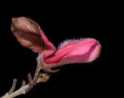 Image result for Indigofera hedyantha