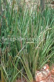 Image result for Sansevieria pearsonii