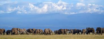 Amboseli National Park Safari Tours ...