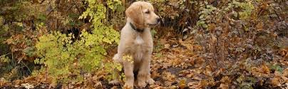 Xxxxxxxxxx.xxx to see our lovely family of en. Golden Plains Goldens Breeding Golden Retrievers In Central Nebraska