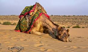 To lose weight, reducing calorie intake and increasing the number of calories you burn is essential it is important to eat a variety of natural foods to stay healthy Angry Rajasthan Camel Eats Owner S Head After He Tied It In The Sun All Day Long India Com