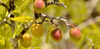 Image result for Ximenia americana