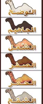 ذكريات زمان A Twitter ألوان الإبل المجاهيم الإبل ذات اللون الأسود بدرجات مختلفة المغاتير الإبل ذات الألوان الفاتحة الوضح الإبل ذات اللون الأبيض الناصع الشقح الإبل الأقل بياضا من الوضح الصفر الإبل