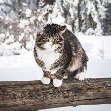Everything You Need To Know About Your Cat S Health This Winter Argos Pet Insurance