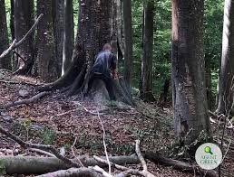 State și flacăra potcovaru se întorc. Netflix Crew Filming Documentary In Romania Allegedly Assaulted By Loggers Romania Insider