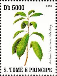 Image result for Buchholzia