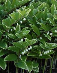 Solomon's seal doesn't require a lot of maintenance, and it is a gorgeous flower suitable for beginners. Variegated Solomon S Seal Named 2013 Perennial Plant Of The Year Indiana Yard And Garden Purdue Consumer Horticulturepurdue University Indiana Yard And Garden Purdue Consumer Horticulture