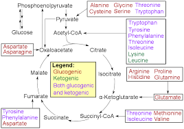 Glucogenic Amino Acid Wikipedia