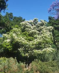 Image result for Craibia