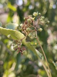 Image result for Celastraceae