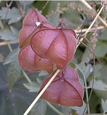 Image result for Cardiospermum halicacabum