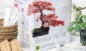 Ficus bonsai tree flowering bonsai tree indoor bonsai tree ficus microcarpa garden soil gardening succulent bonsai fast growing plants miniature trees. This 15 Kit Comes With Everything You Need To Grow Your Own Bonsai Trees At Home Daily Mail Online