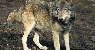 Steppe Wolf Wikipedia Wolf Wolf World Eurasian Wolf
