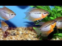 Beli ikan gurame hias terlengkap & berkualitas harga murah july 2021 terbaru di tokopedia! Ikan Hias Gurame Air Tawar Aquarium Lokal Cocok Untuk Aquarium Jumbo Youtube