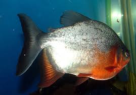 Bawal putih merupakan jenis ikan paling mahal di antara deretan bawal lainnya. Ikan Bawal Air Tawar Collossoma Macropomum Biota Dunia Perairan