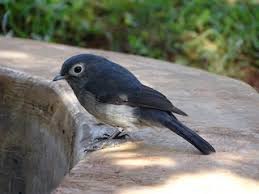 Image result for Dalbergia fischeri