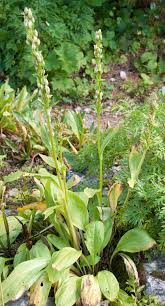 Image result for Swertia welwitschii