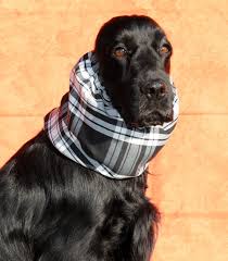 Boutique Cocker Anglais Americain Ecossais Tartan Snood Michele Et Philippe Cocker Anglais Noir Cocker Anglais Cocker