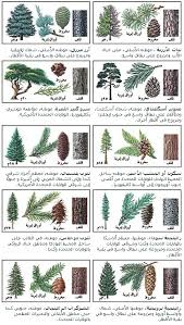 انواع الاشجار واسمائها معلومات عن الاشجار ابداع افكار