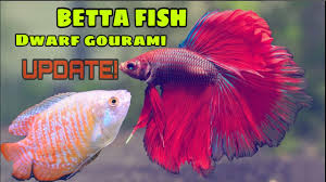 Dwarf Gourami: Care Guide (With Setup, Mates & Breeding)