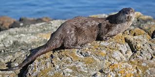 Photo by bob winfree, national park service. Nine Things That May Surprise You About Sea Otters Eagle Wing Tours