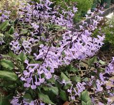 Image result for Plectranthus guruensis
