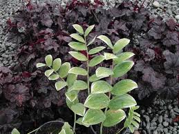 Image result for Ophrypetalum odoratum