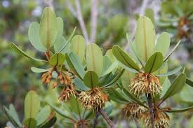 Image result for Sapotaceae