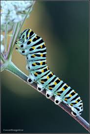 Black And Yellow Striped Caterpillar Butterfly 25 Most Beautiful Macro Photography Examples For Your Inspiration And Tips For Beginners Beautiful Macro Photography Bugs And Insects Beautiful Bugs