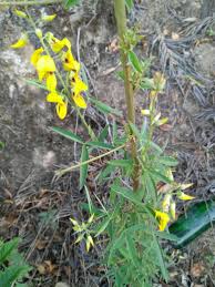 Image result for Crotalaria micans
