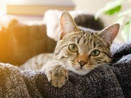 ruyada kedi gormek ne anlama gelir hayat bilgileri kedi yavru kediler hayvanlar
