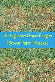 Troubleshooting brown spots on a lawn can be difficult, as causes range from lack of water and dull lawn mower blades, to grub damage and fungus. Pin On St Augustine Grass Problems