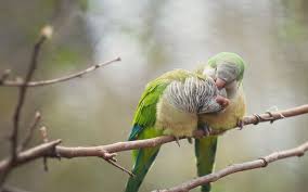 Check spelling or type a new query. Lovebirds 1080p 2k 4k 5k Hd Wallpapers Free Download Wallpaper Flare