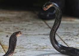 Image result for ichchadhari nagin