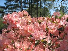 Rhododendron Obtusum Peach Blow Peach Blow Kurume Azalea Florida Flowers Lee Garden Rhododendron