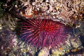 Pin On C R E A T U R E