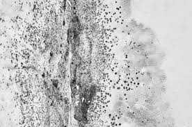 Alternaria alternata kann allergien auslösen, die sich durch fließschnupfen, husten, niesanfälle, nesselfieber oder asthma bemerkbar machen können (schimmelpilzallergie). Arten Von Schimmelpilzen Brune Magazin