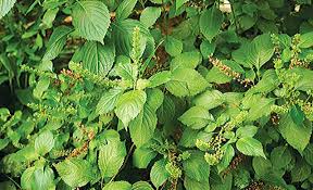 Akintola jiboyewa is an actor, known for kohde (2011), gotham (2014) and uncle killa (2008). Scientists Endorse Herbs For Diabetes Treatment The Guardian Nigeria News Nigeria And World Newsfeatures The Guardian Nigeria News Nigeria And World News