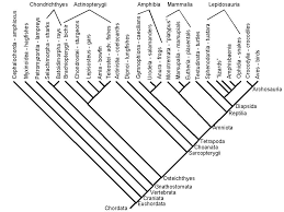 Vertebrate Phylogeny Phylogenetic Tree Nature Education Science Nature