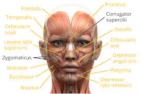 Facial Expression Pictures Chart Facial Movements Imotions