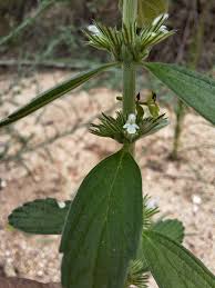 Image result for Leucas neuflizeana