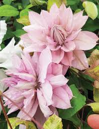 Whether you choose a container or the sunny border, a vertical structure for climbing or a horizontal expanse for meandering. Clematis Tesselaar